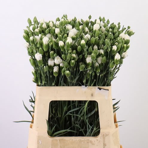 Carnation Spr.White Natila