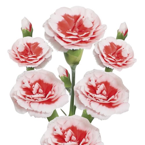 Carnation Spray Zamba