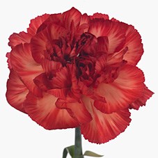 Carnation Star Fire