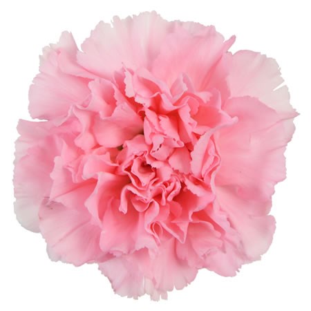 Carnation Thalia