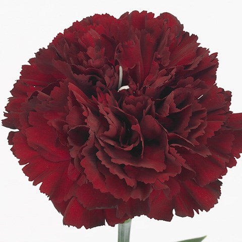 Carnation Toldo