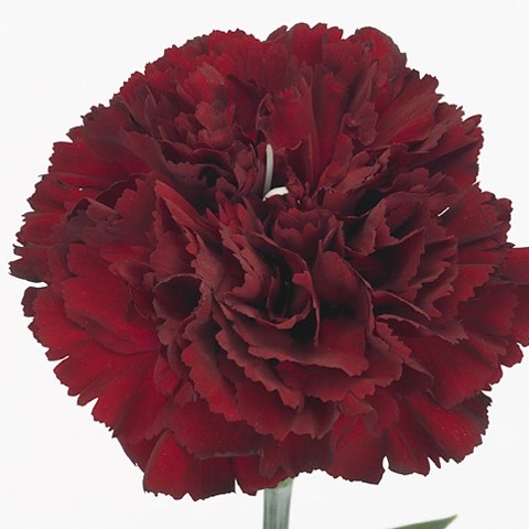 Carnation Toldo