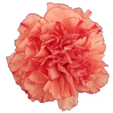 Carnation Trueno