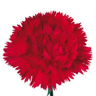 Carnation Turbo