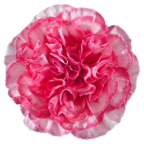 Carnation Valdivia