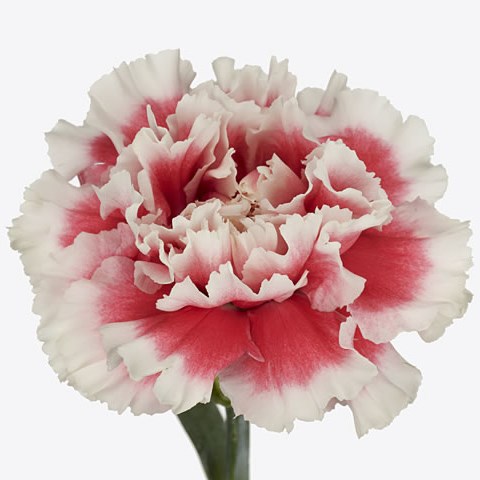 Carnation Vestea