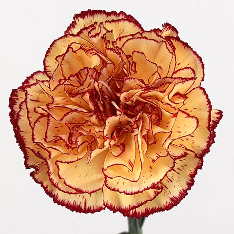 Carnation Viana