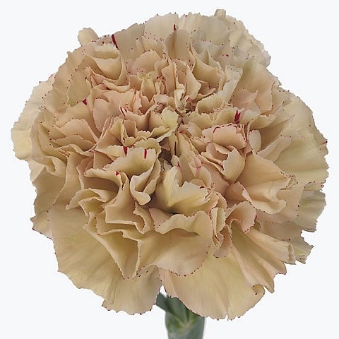 Carnation Viper