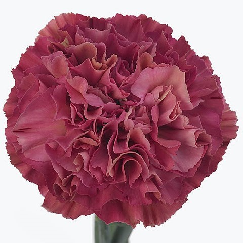 Carnation Viper Wine