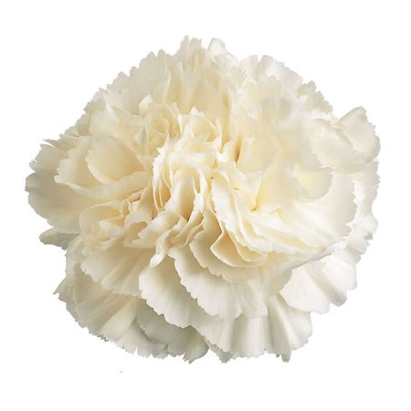 Carnation White Liberty