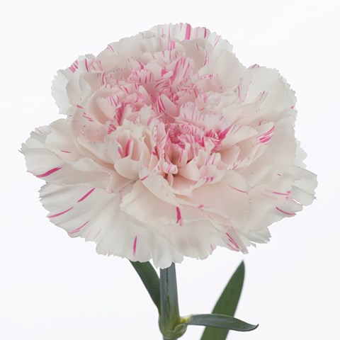 Carnation Yucari Cherry