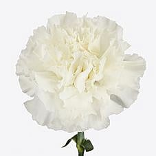 Carnation Yuki White