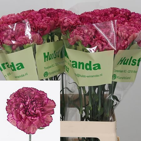 Carnation Zulu
