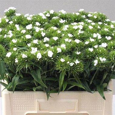 Sweet Williams barbarella white