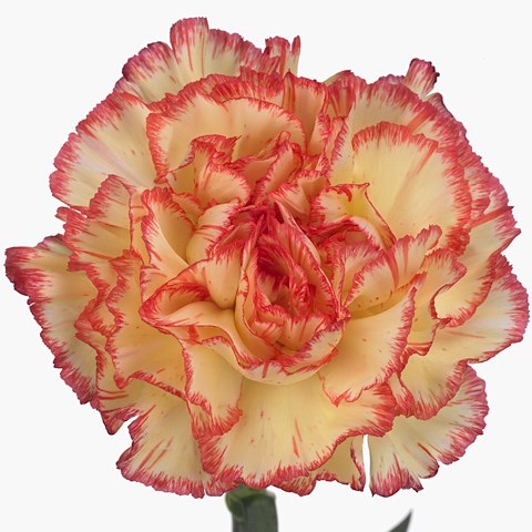 Carnation lorca