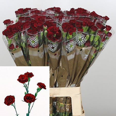 Carnation spr. Chateau