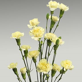 Carnation spr. Imagine