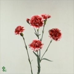Carnation spr. Scarlette