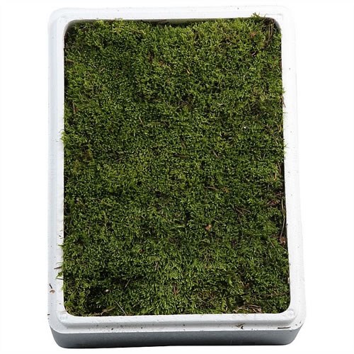 Carpet / Flat Moss
