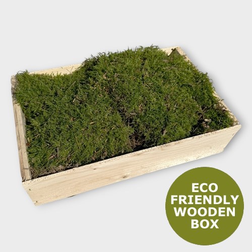 Carpet / Flat Moss (in wooden box)