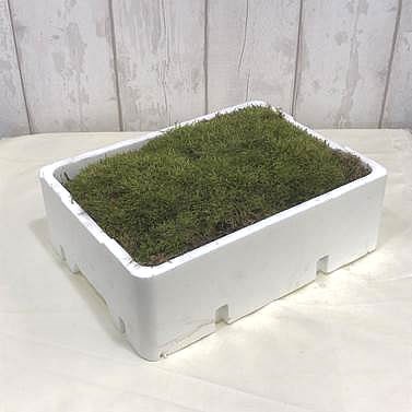Carpet / Flat Moss