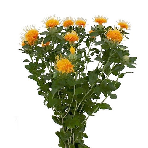 Carthamus orange