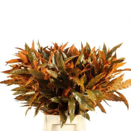 Castanea Sativa Dyed Orange
