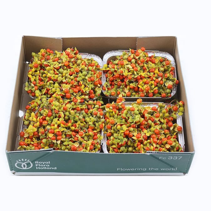 Celastrus Boomwurger Berries