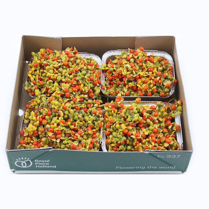 Celastrus Boomwurger Berries