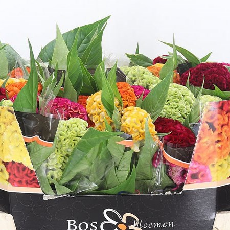 Celosia Act Mix 75cm | Wholesale Dutch Flowers & Florist Supplies UK