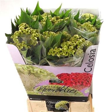 Celosia Bombay Spring Green