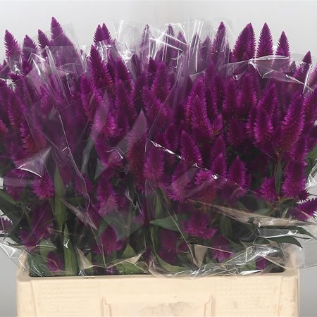 Celosia Caracas