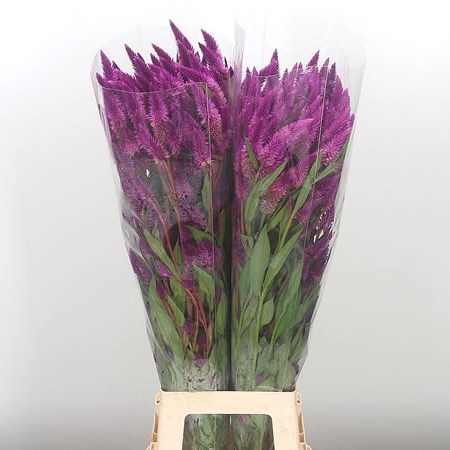 Celosia Celway Purple