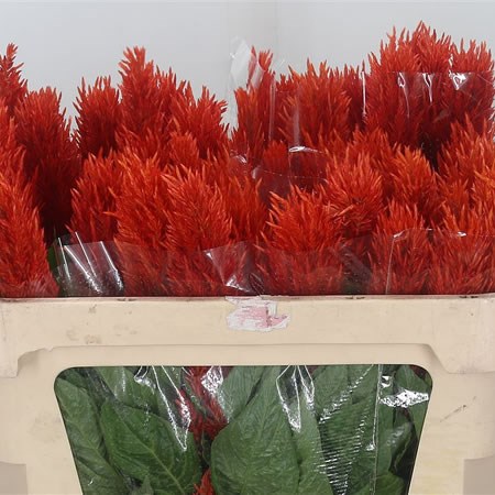 Celosia Century Fire