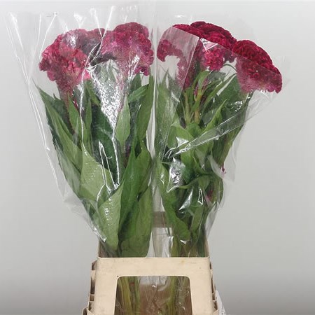 Celosia Cr. Act Dara