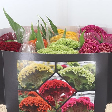 Celosia Cr. Act Mix