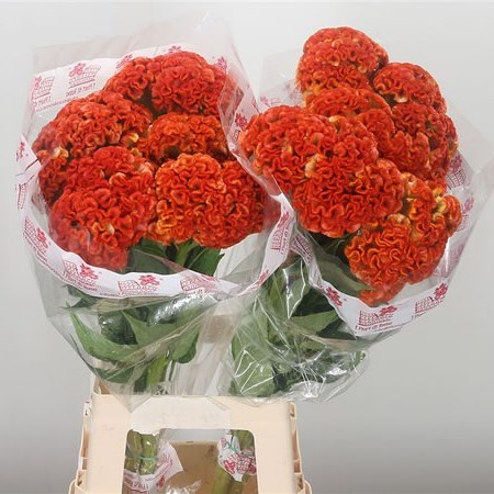 Celosia Cr. Act Zara