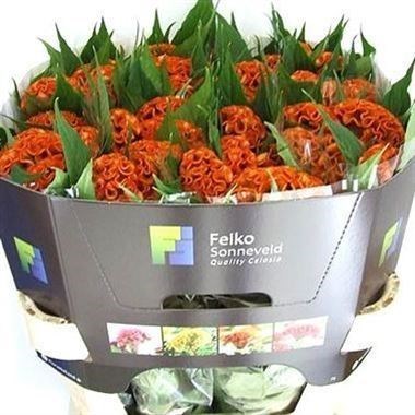 Celosia Cr. Act Zara