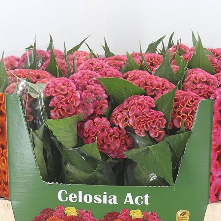 Celosia Cr. Act Ziva