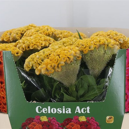 Celosia Cr. Smashing Yellow