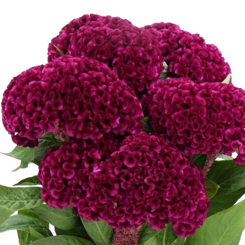 Celosia Cristata Mystic