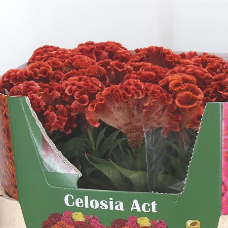 Celosia Extreme Orange