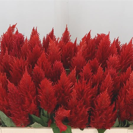 Celosia Kim Orange