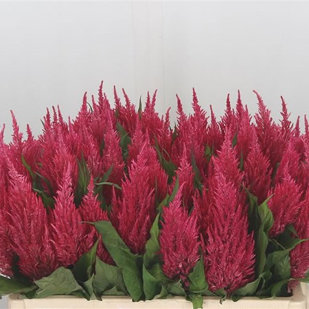 Celosia Kim Pink