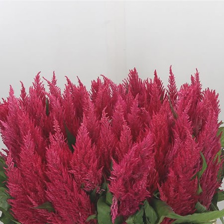 Celosia Kim Pink