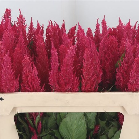 Celosia Kim Pink