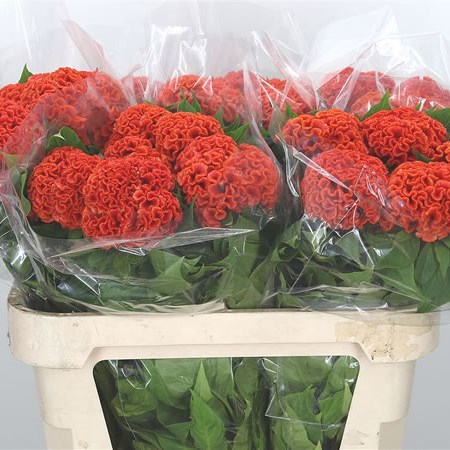 Celosia Persimmon Chief