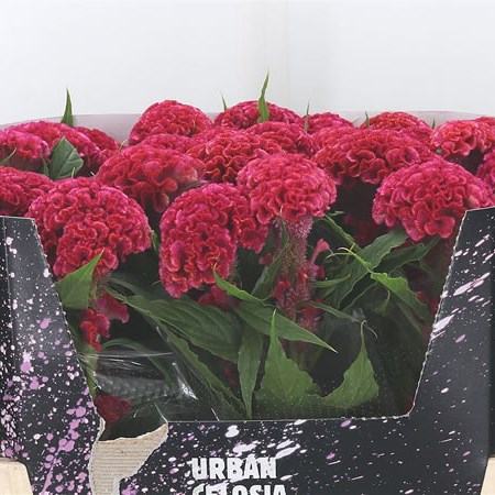 Celosia Pink Delight