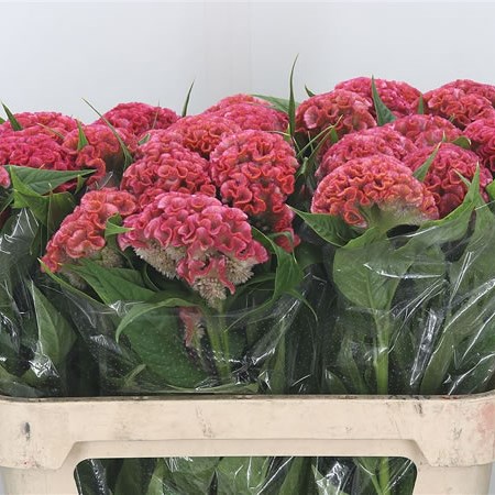 Celosia Pink Delight