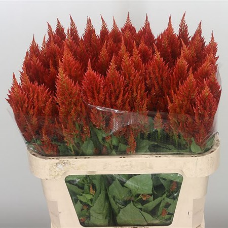 Celosia Plume Bronze Sunday